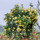 장미농원 이미지