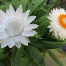 칠갑산농원 이미지