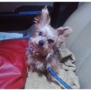 여시발바닥 이미지