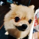 멍이와쿤이 이미지