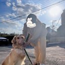 BG독케어센터 이미지