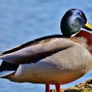 청둥오리 이미지