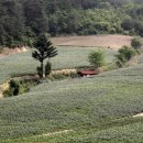 감자꽃필무렵 이미지