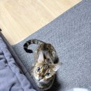 토론토 동물병원 | 일산 고양이 동물 병원, 토론토 동물병원 후기