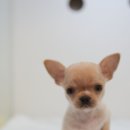 바우애견 이미지