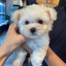 도그바이러스 이미지