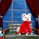 도그스101 | 분당 애견카페 도그스101(DOG'S 101) 솔직후기