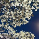 싸리골 식당 | [동학사 맛집 공주싸리골] 제대로 한식 먹고 온 후기