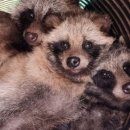 경기도야생동물구조관리센터 이미지