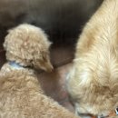 보라눈나 이미지