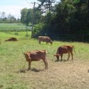 전원축산 이미지