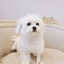 메르시 동물병원 이미지