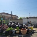 백구정민박 이미지