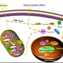 Re:Re: Ketone Bodies in Neurological Diseases: Focus on Neuroprotection and Underlying Mechanisms 이미지