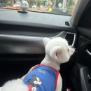 멍멍깍까 이미지