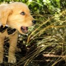 아마존펫 이미지