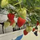 명도2농장 | 농장알로록춘천딸기 | 달았던 딸기 체험가능한, 강원도 춘천 딸기 체험, 춘천 가볼만한곳, 춘천 이색데이트