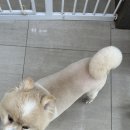 이다애견미용실 이미지