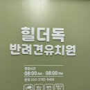 힐더독 | [서울 봉천동] 서울대입구역 강아지유치원 힐더독