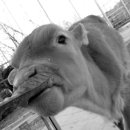 송아지집 이미지