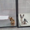 딱지애견샵 이미지