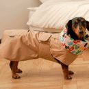 도그엔젤 이미지