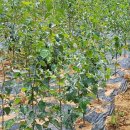 노지하우스 이미지