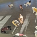 라인하트 애견호텔 유치원 이미지