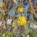 하늘타리 이미지