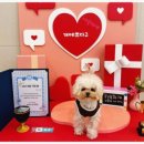 일산애견호텔 강아지유치원 맘바이일산점 이미지