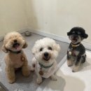 멍그니엘 애견호텔 수원점 이미지