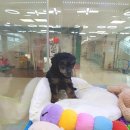 블루독 애견샵 이미지