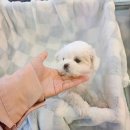 도그마루강아지고양이분양구미대구