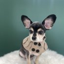 오늘도, 이쁘개 이미지