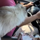 고양이 무마취미용 고미고미 화명점 이미지