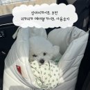 쉘 | 강아지카시트 추천 리카리카 에어쉘 카시트 사용후기