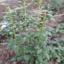 장미농장 이미지