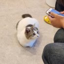 냥이 싸롱 이미지