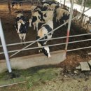 신선한목장 이미지