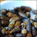 서오릉다슬기 이미지