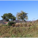 양도초교 이미지