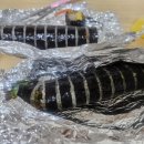 장미김밥 | 📍 잠실 장미상가 방배김밥 방문 후기