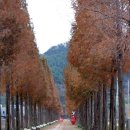 덕산 은행나무길 이미지