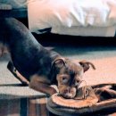 독스(Dog's) 이미지