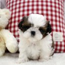 소문난 강아지 이미지