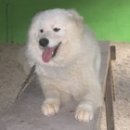 필애견훈련학교 이미지