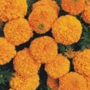 대륜농장 이미지