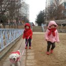 예솔 Daum카페