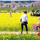 낙동강관리본부 대저생태공원 3 이미지