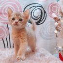 캣파라다이스 일산점 이미지